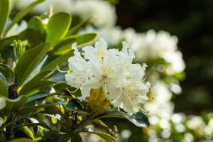 Rhododendron Cunninghams White • Rhododendron Hybride Cunninghams White