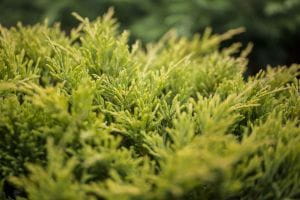 Teppichwacholder Limeglow • Juniperus horizontalis Limeglow