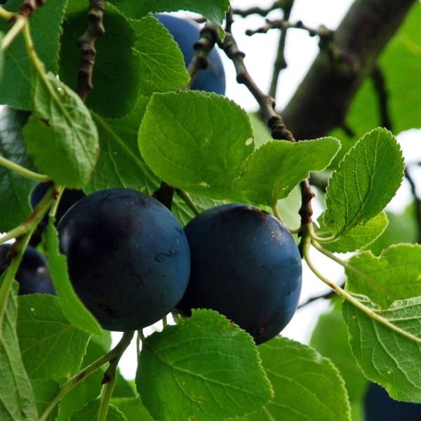 Riesenzwetsche Haganta • Prunus domestica Haganta