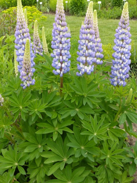 Garten-Lupine Kastellan • Lupinus polyphyllus Kastellan