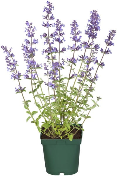 Traubige Garten-Katzen-Minze • Nepeta racemosa