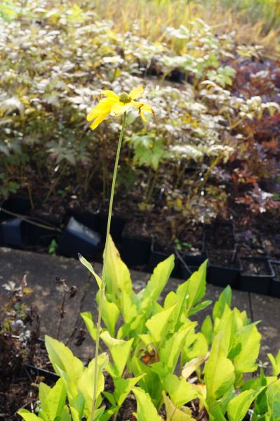 Garten-Fallschirm-Sonnenhut - Rudbeckia nitida Juligold