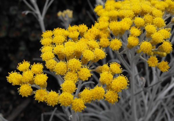 Garten-Strohblume Schwefelicht • Helichrysum thianshanicum Schwefellicht