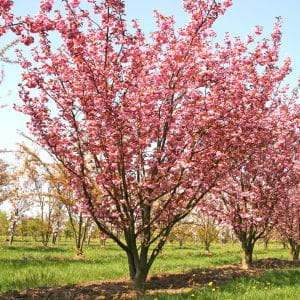 Japanische Blütenkirsche • Prunus serrulata Kanzan