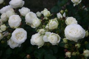 Zwergrose White Babyflor • Rosa White Babyflor