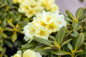 Rhododendron Lucinda • Rhododendron yakushimanum Lucinda