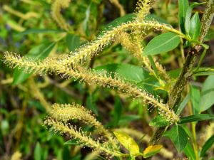 Mandelweide • Salix triandra
