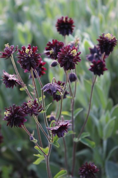Kurzspornige Garten Akelei Black Barlow • Aquilegia vulgaris Black Barlow