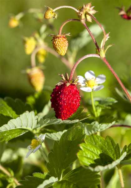 Wald-Erdbeere • Fragaria vesca