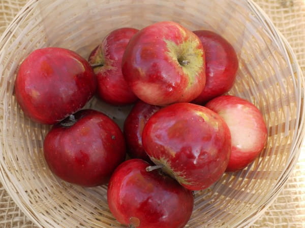 Apfel Roter Herbstkalvill • Malus Roter Herbstkalvill