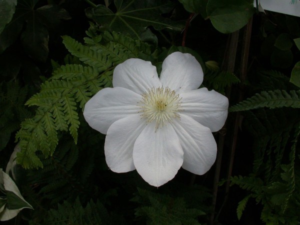 Waldrebe Mme. Le Coultre • Clematis Hybriden Mme. Le Coultre