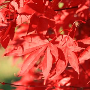 Fächerahorn Fireglow • Acer palmatum Fireglow