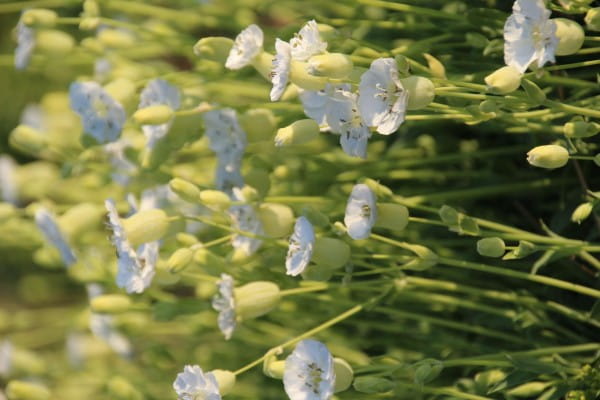 Garten-Leimkraut Weißkelchen • Silene uniflora Weißkehlchen
