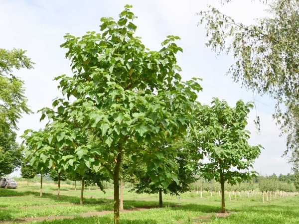 Blauglockenbaum • Paulownia tomentosa