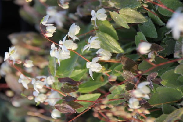 Garten-Elfenblume Niveum • Epimedium x youngianum Niveum