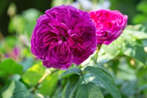 Historische Rose 'Charles de Mills' • Rosa gallica 'Charles de Mills'