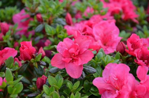 Japanische Azalee Purpurkissen • Rhododendron obtusum Purpurkissen