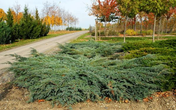 Blauer Kriech-Wacholder • Juniperus squamata Blue Carpet