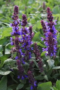Garten-Blüten-Salbei Blaukönigin • Salvia nemorosa Blaukönigin