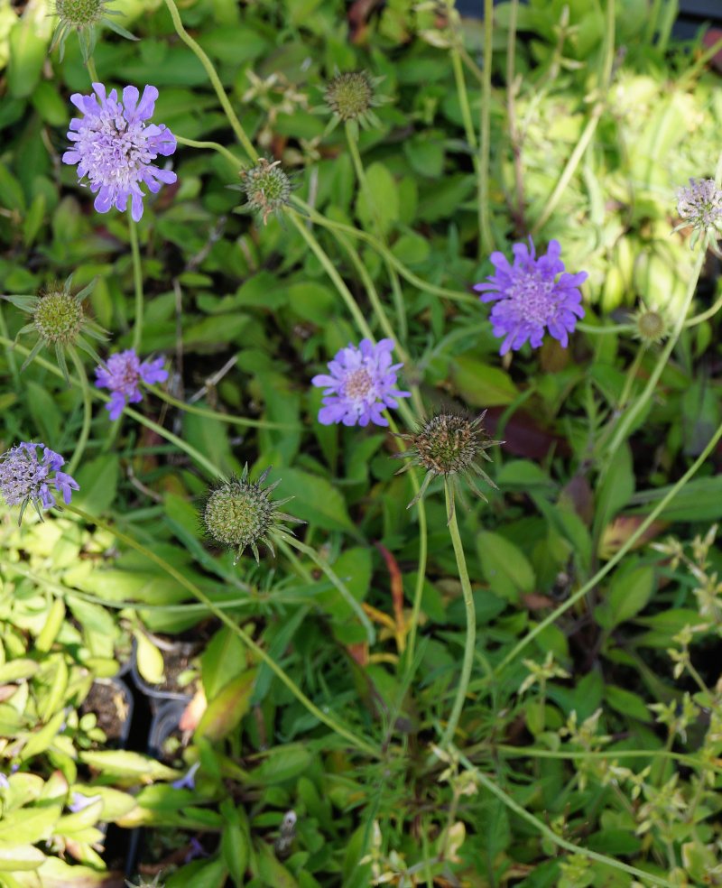 GartenTaubenSkabiose Nana kaufen Garten von Ehren