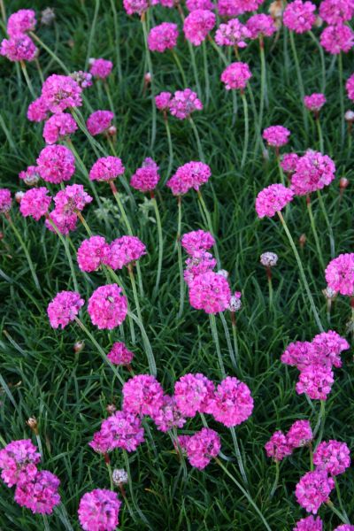 Garten Grasnelke Düsseldorfer Stolz • Armeria maritima Düsseldorfer Stolz