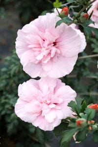 Roseneibisch Pink Chiffon • Hibiscus syriacus Pink Chiffon