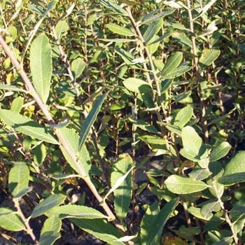 Aschweide • Salix cinerea