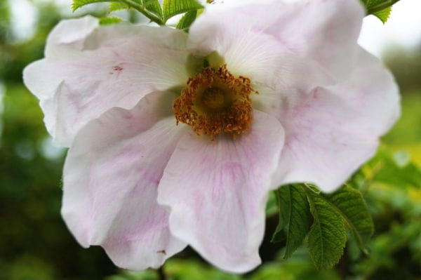 Rose micrugosa • Rosa micrugosa
