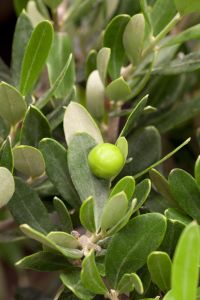 Olivenbaum Olive • Oleo Europaea
