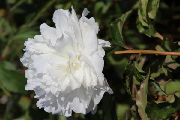 Pfingstrose Shirley Temple • Paeonia lactiflora Shirley Temple
