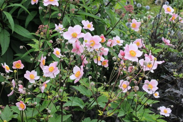 Filzige Garten Herbst Anemone • Anemone tomentosa Robustissima