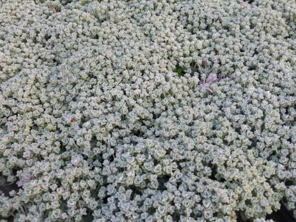 Garten-Fettblatt Cape Blanco • Sedum spathulifolium Cape Blanco