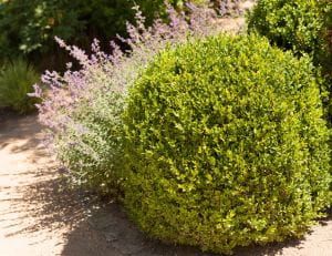 Buchsbaum, als Kugel • Buxus sempervirens Arborescens Kugel