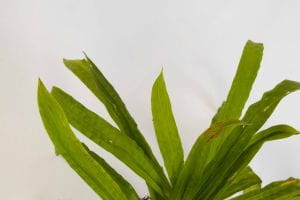Breitblattsegge • Carex Plantaginea