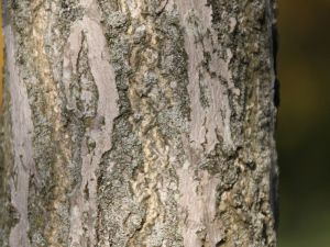 Fächerblattbaum • Ginkgo biloba