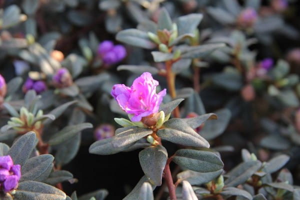 lavendelblauer kleinblättriger Rhododendron • Rhododendron impeditum Ramapo