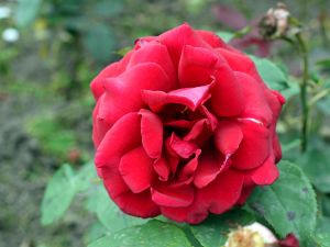 Rose Duftzauber 84 ® • Rosa Duftzauber 84 ®