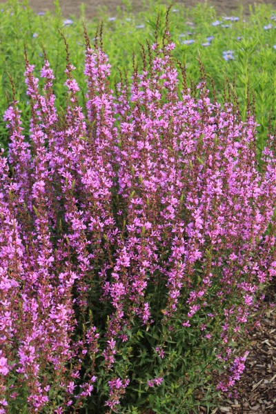 Garten-Ruten-Weidrich Dropmore Purple • Lythrum virgatum Dropmore Purple