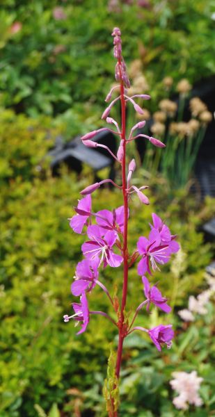 Schmalblättriges Weidenröschen • Epilobium angustifolium