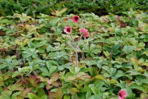 Garten-Fingerkraut Miss Willmott • Potentilla nepalensis Miss Willmott