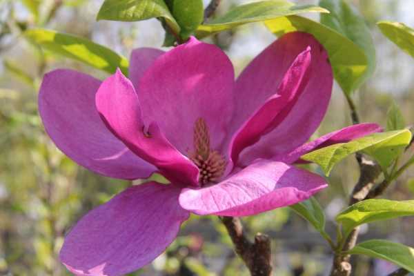Magnolia 'Cleopatra' • Magnolia soulangeana Cleopatra