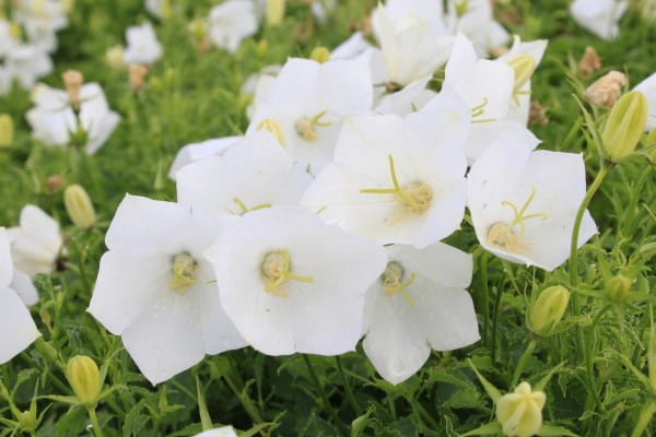 Weiße Garten-Glockenblume • Campanula carpatica Weiße Clips
