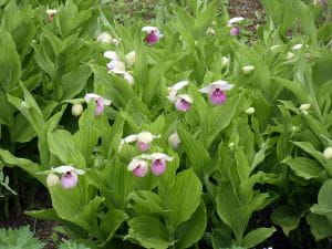 Königin-Frauenschuh-Orchidee • Cypripedium-Hybriden Reginae