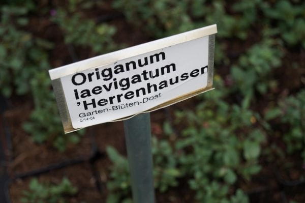 Garten-Blüten-Dost Herrenhausen • Origanum laevigatum Herrenhausen