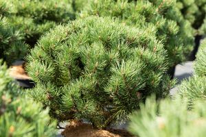 Zwergbergkiefer Laurin • Pinus mugo Laurin