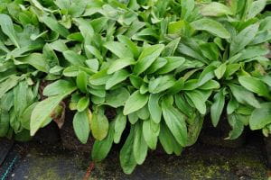 Ochsenauge Rindsauge • Buphthalmum salicifolium