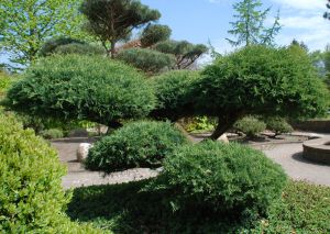 Grauer Pfitzerwacholder Hetzii • Juniperus media Hetzii