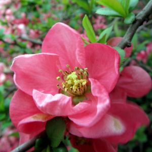 Zierquitte Pink Lady • Chaenomeles Pink Lady
