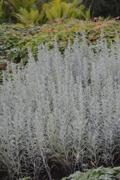 Silbriger Garten Beifuß - Artemisia ludoviciana Silver Queen
